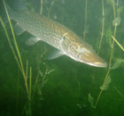 Immersione sub lago di Garda